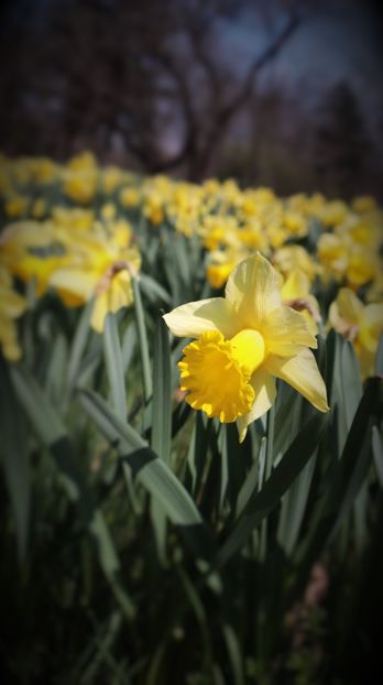 31.03.2025 IMG_9109 - flori de primavara 2024