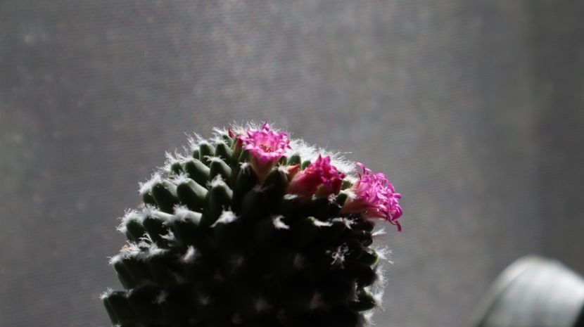 Cactus-Rare - flori de primavara 2024