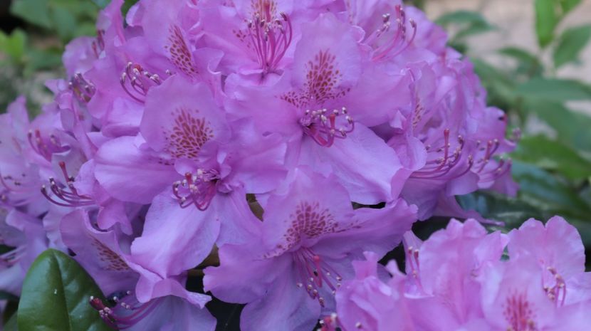  - flori de primavara 2024