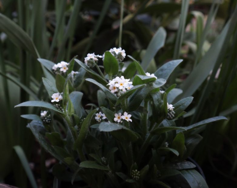 nu ma uita alb  IMG_9170 - flori de primavara 2024