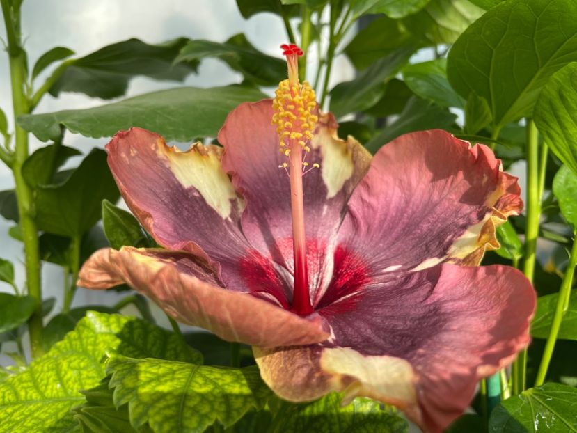  - Luv -Posog- Memories