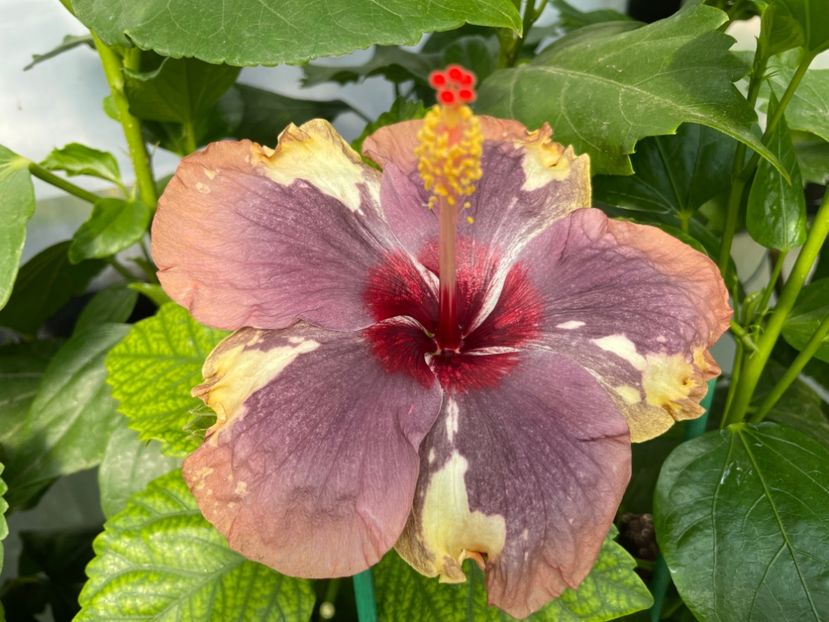  - Luv -Posog- Memories