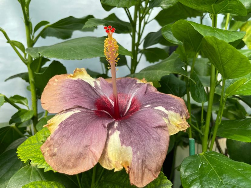  - Luv -Posog- Memories