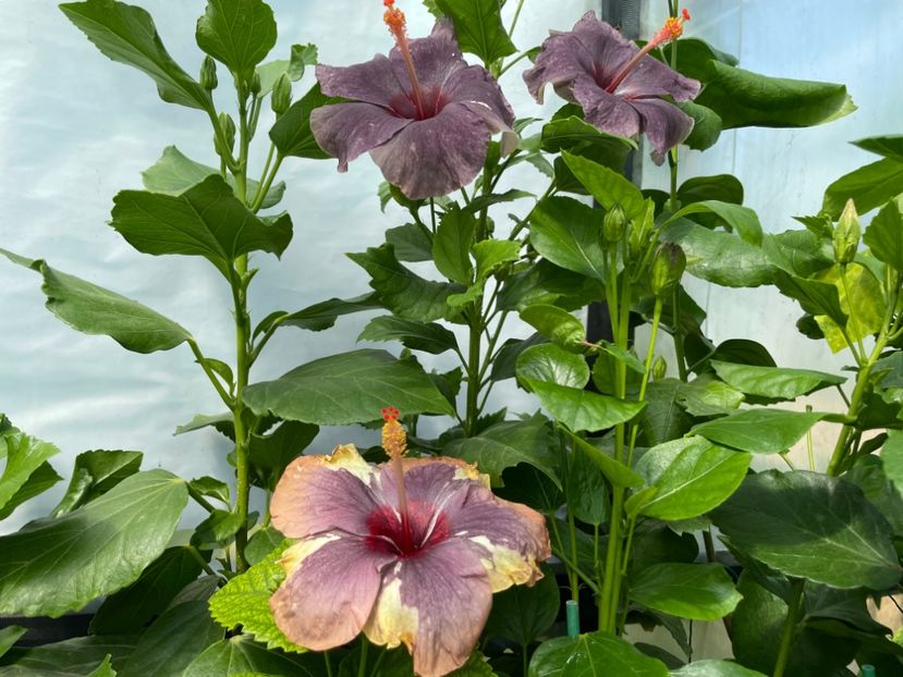  - Luv -Posog- Memories