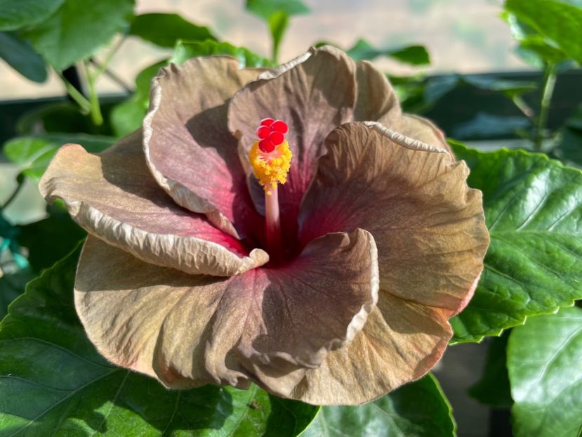  - Teng s black phantom