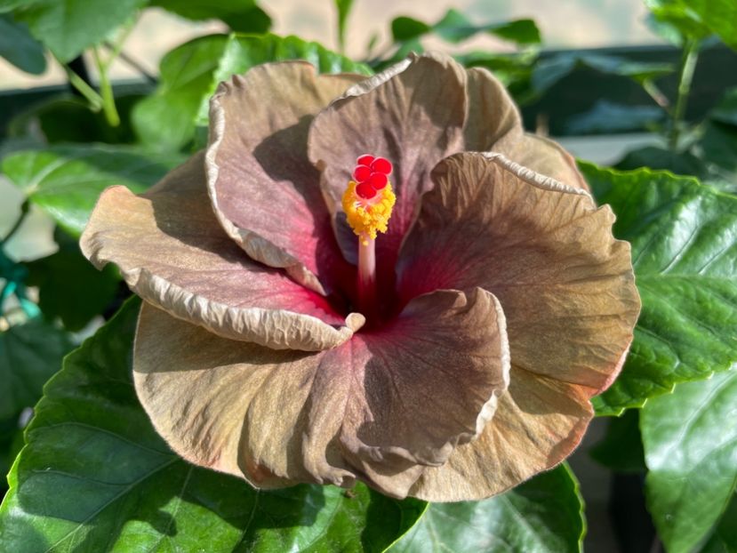  - Teng s black phantom