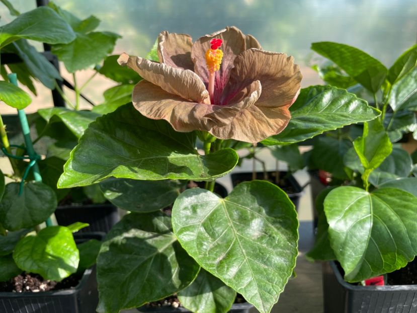  - Teng s black phantom