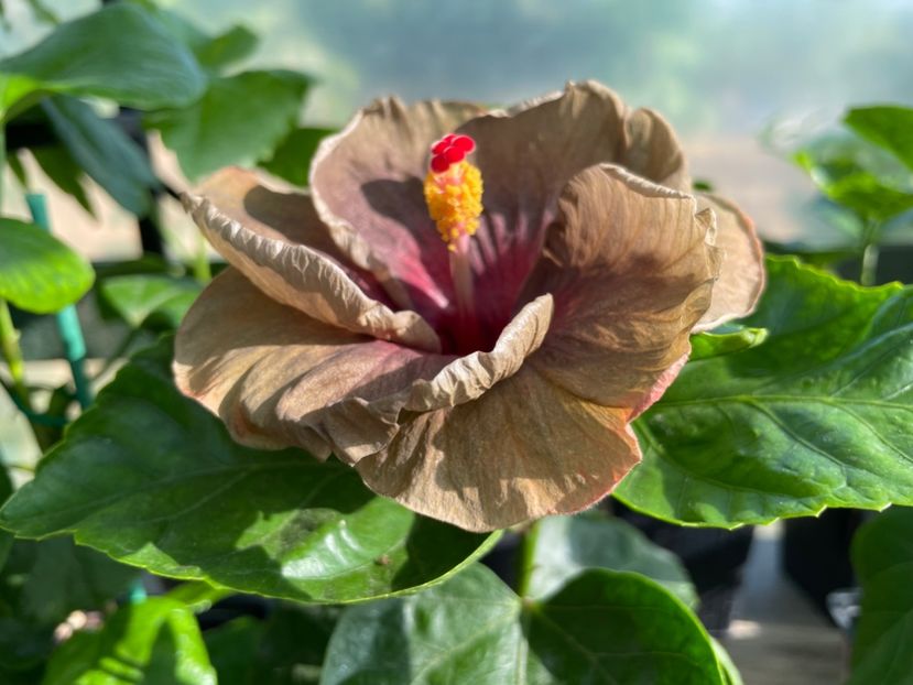  - Teng s black phantom