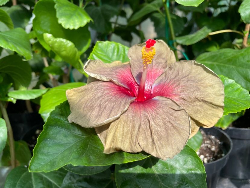  - Teng s black phantom