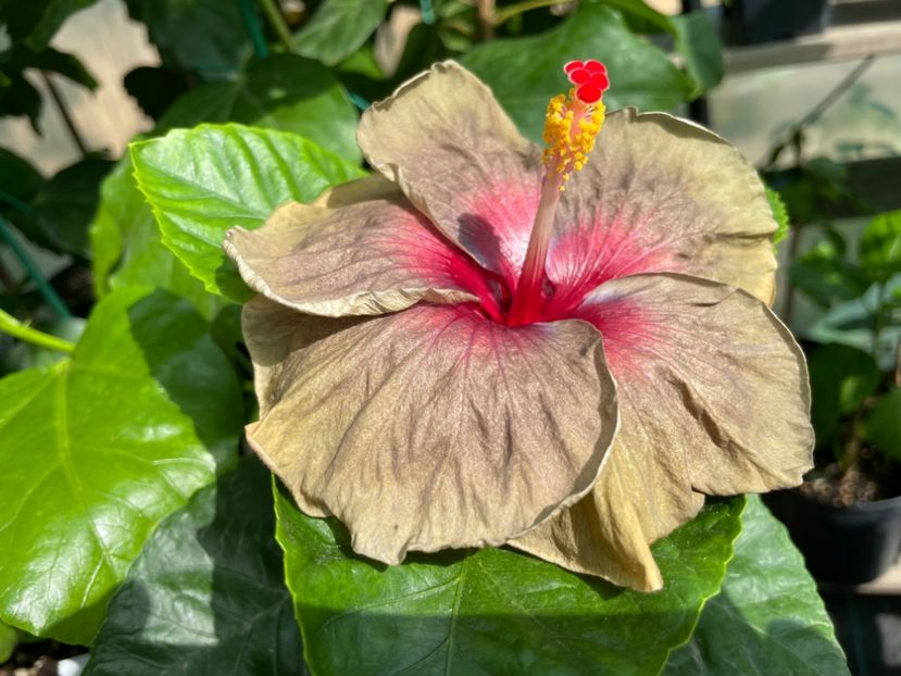  - Teng s black phantom