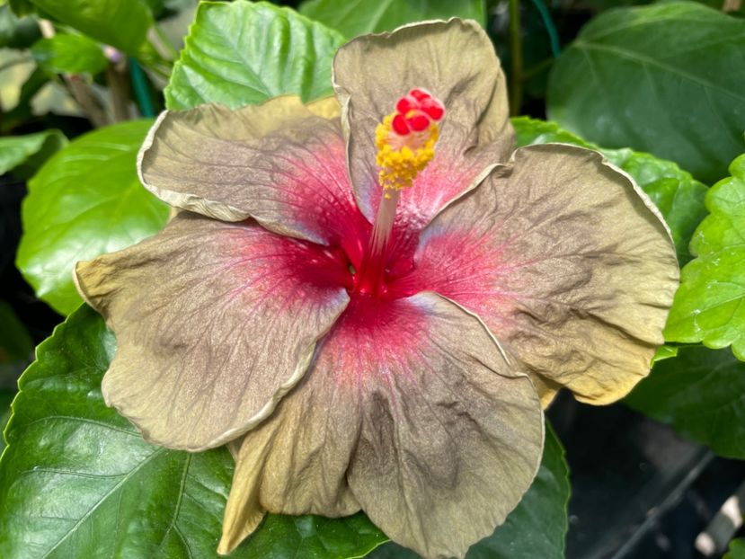  - Teng s black phantom