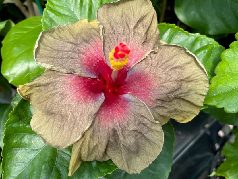  - Teng s black phantom