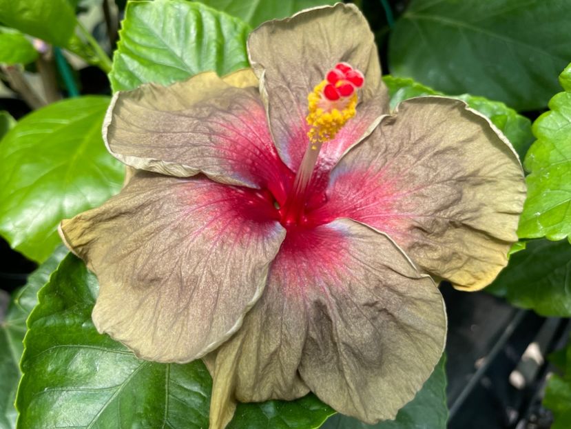  - Teng s black phantom