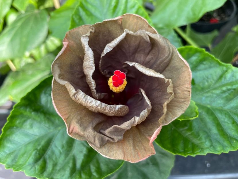  - 0006 - Hibiscusi 2025 - 1