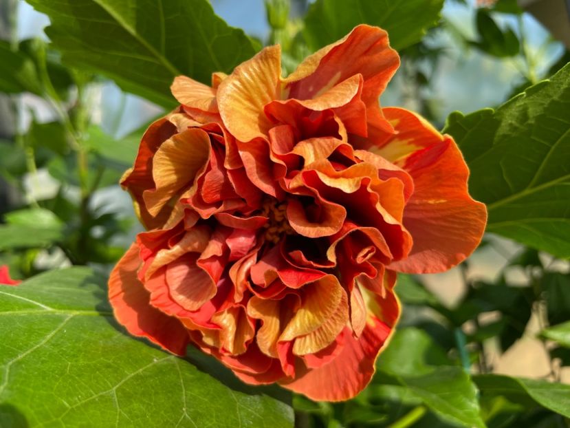  - 0006 - Hibiscusi 2025 - 1