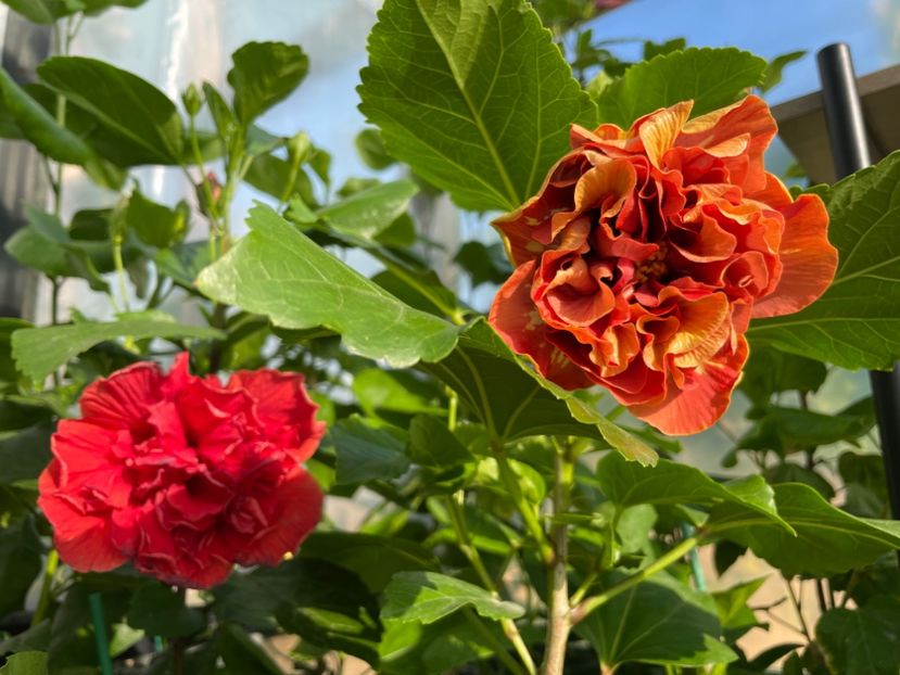  - 0006 - Hibiscusi 2025 - 1