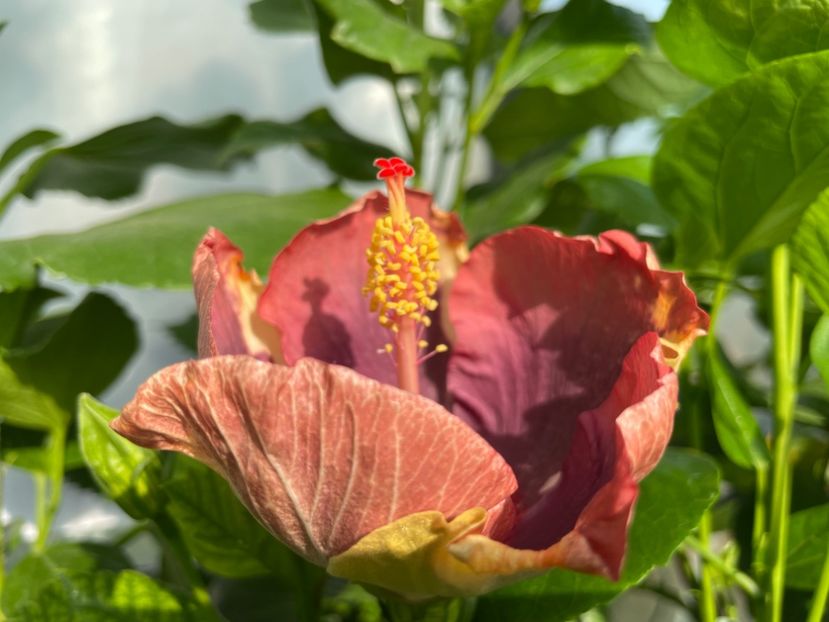  - 0006 - Hibiscusi 2025 - 1