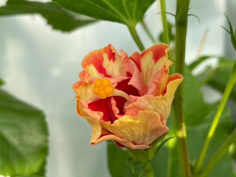  - 0006 - Hibiscusi 2025 - 1