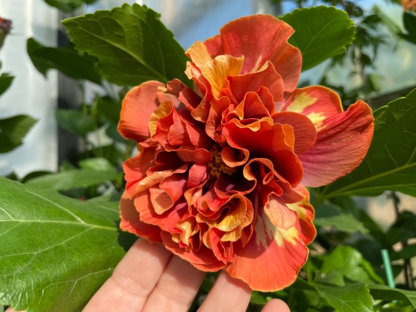  - 0006 - Hibiscusi 2025 - 1