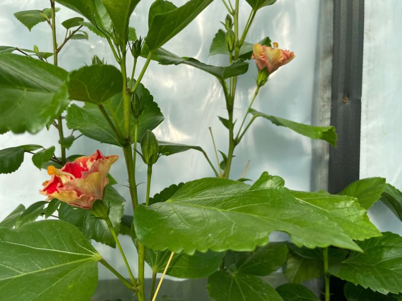  - 0006 - Hibiscusi 2025 - 1