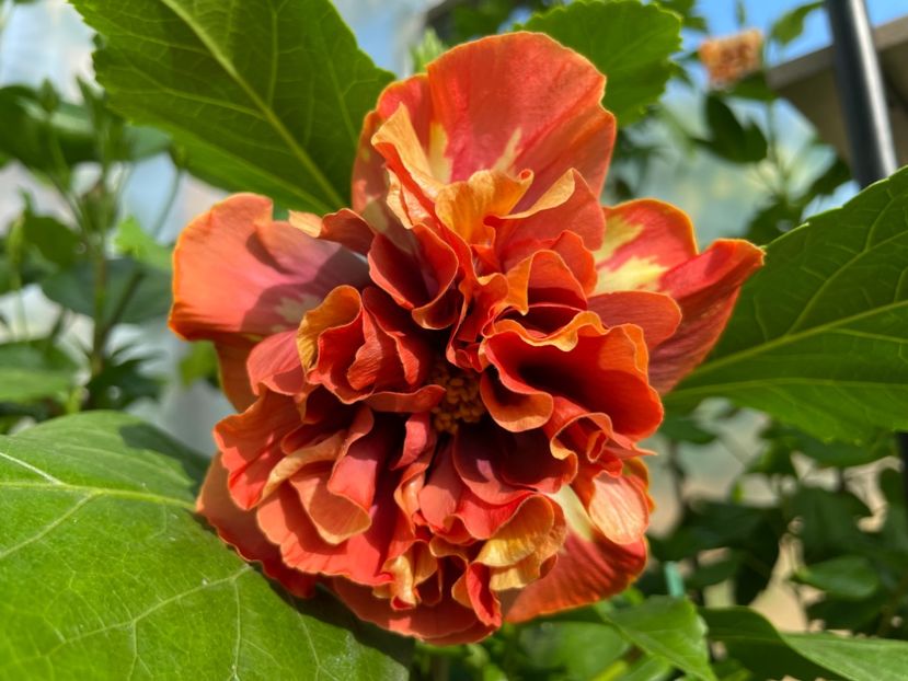  - 0006 - Hibiscusi 2025 - 1