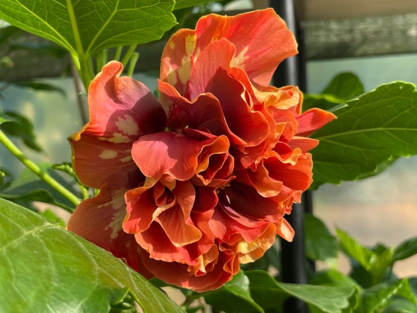  - 0006 - Hibiscusi 2025 - 1