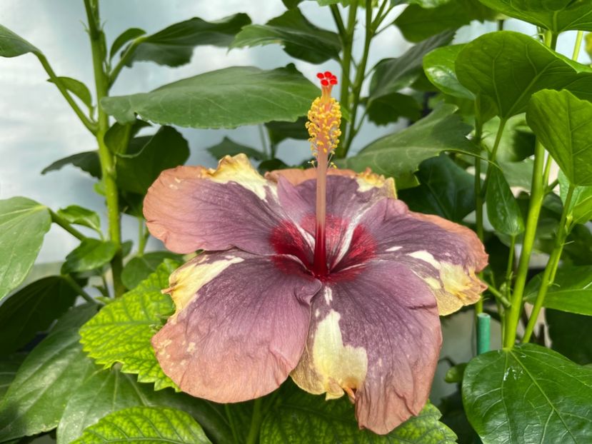  - 0006 - Hibiscusi 2025 - 1