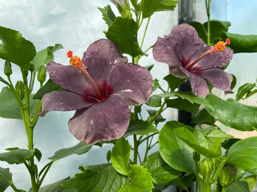  - 0006 - Hibiscusi 2025 - 1