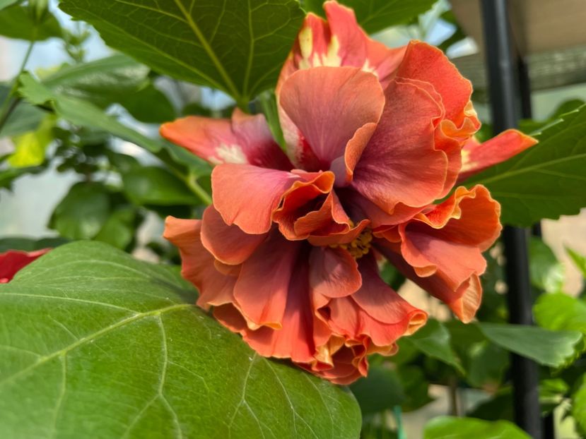  - 0006 - Hibiscusi 2025 - 1