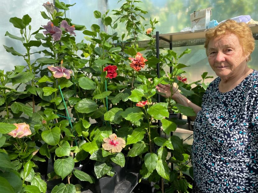  - 0006 - Hibiscusi 2025 - 1