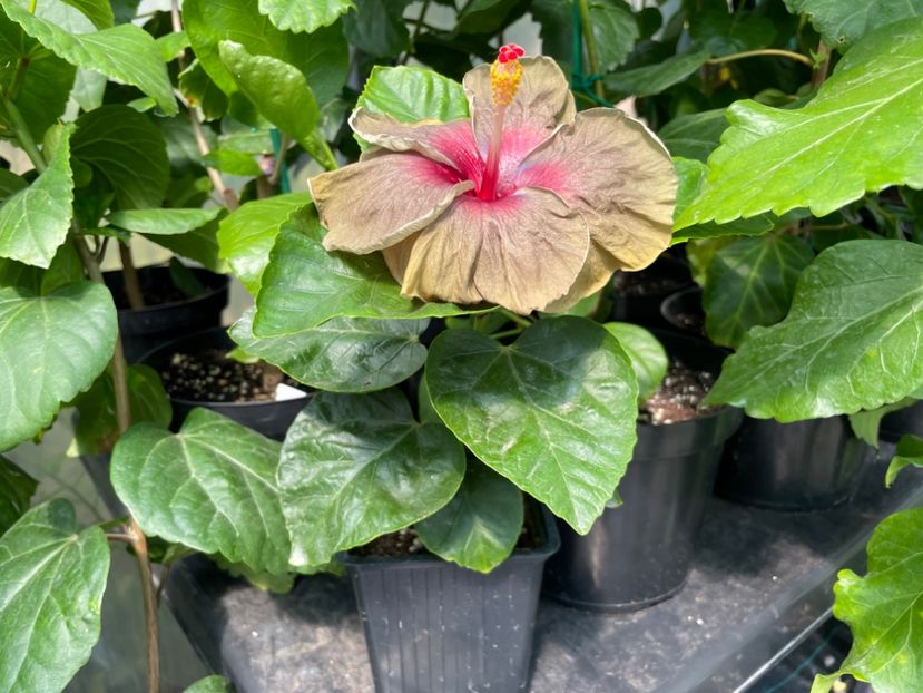  - 0006 - Hibiscusi 2025 - 1