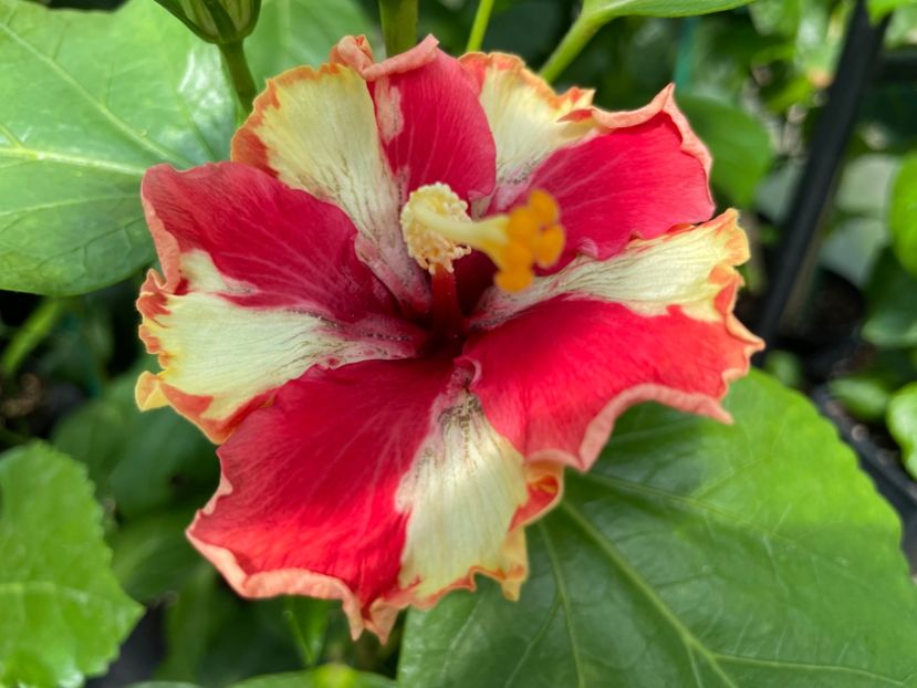  - 0006 - Hibiscusi 2025 - 1