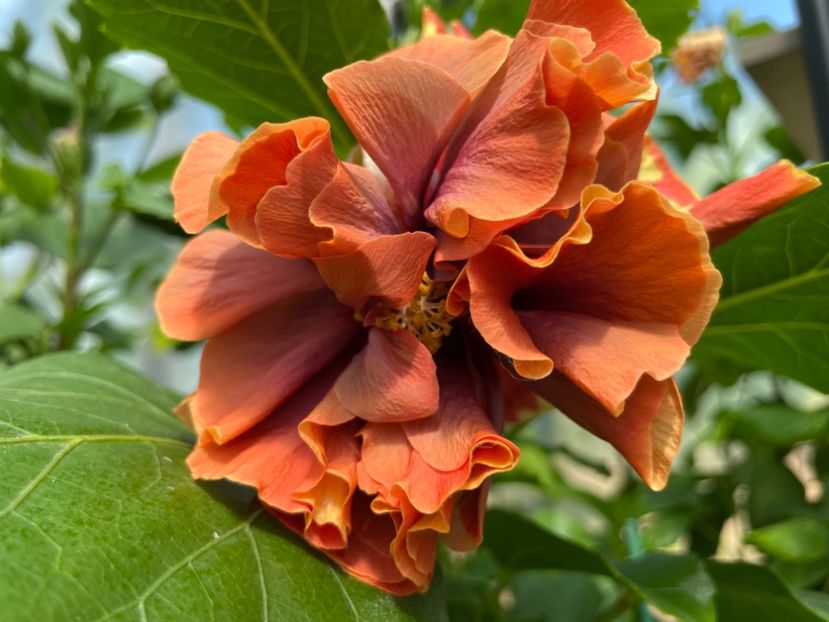  - 0006 - Hibiscusi 2025 - 1