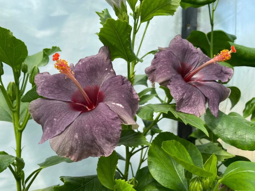  - 0006 - Hibiscusi 2025 - 1