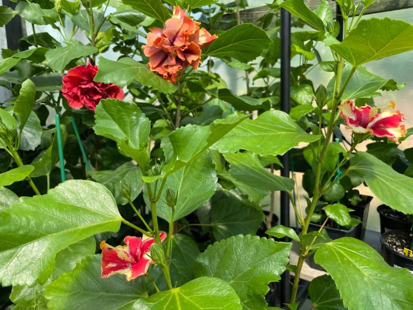  - 0006 - Hibiscusi 2025 - 1