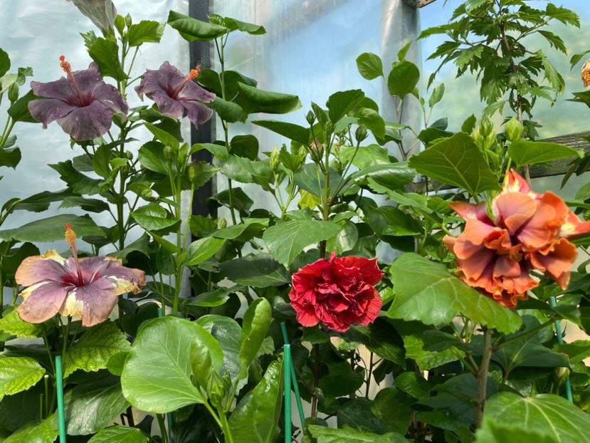  - 0006 - Hibiscusi 2025 - 1