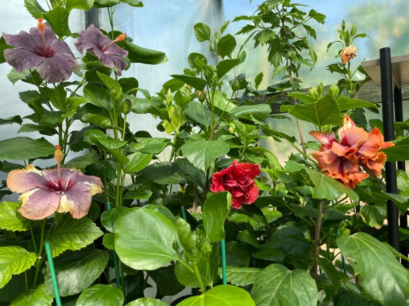  - 0006 - Hibiscusi 2025 - 1