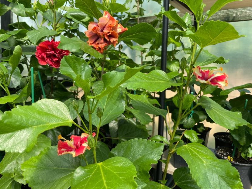  - 0006 - Hibiscusi 2025 - 1