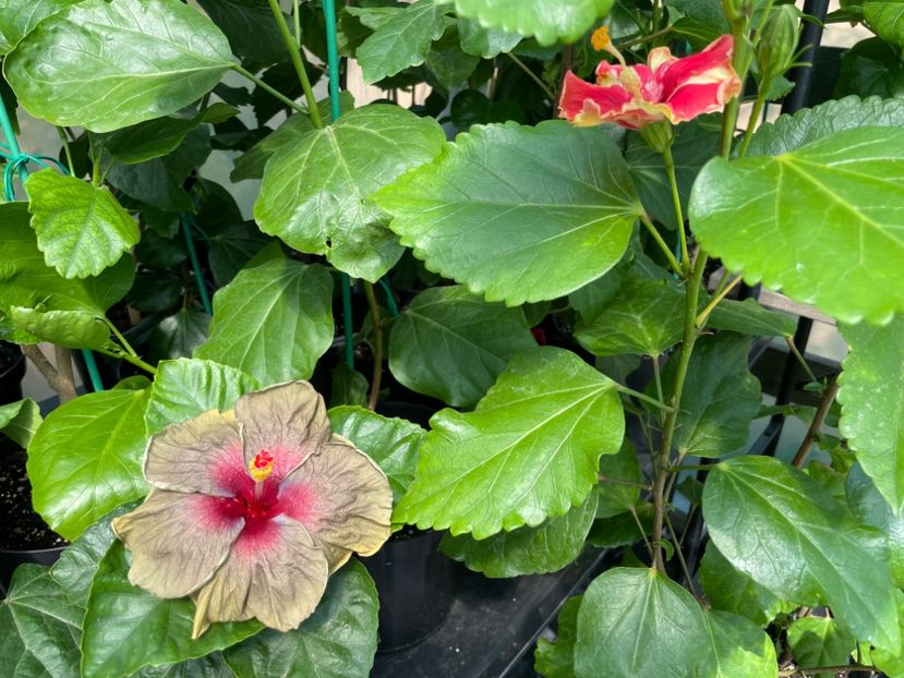  - 0006 - Hibiscusi 2025 - 1