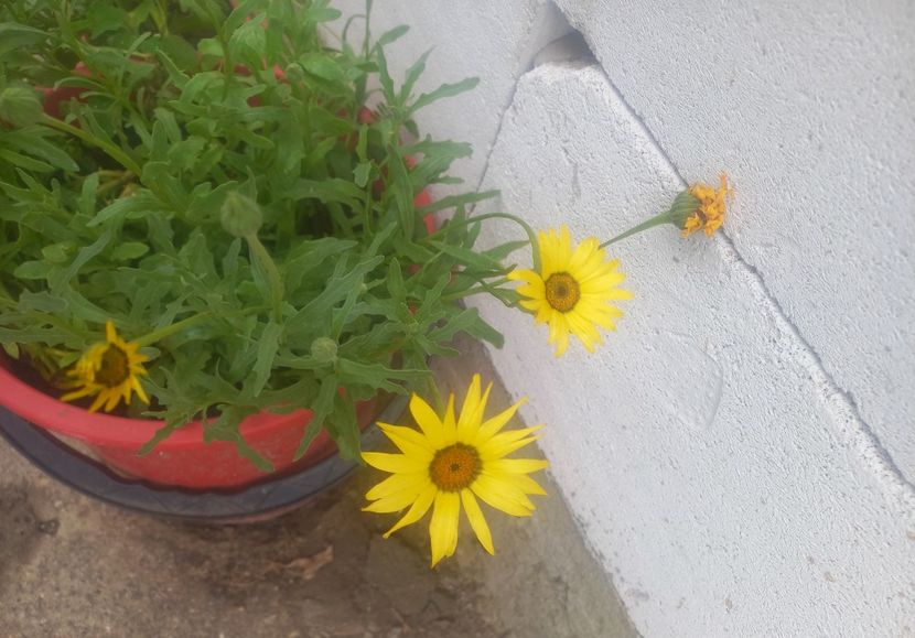 Coreopsis - ochiul fetei - Florile mele
