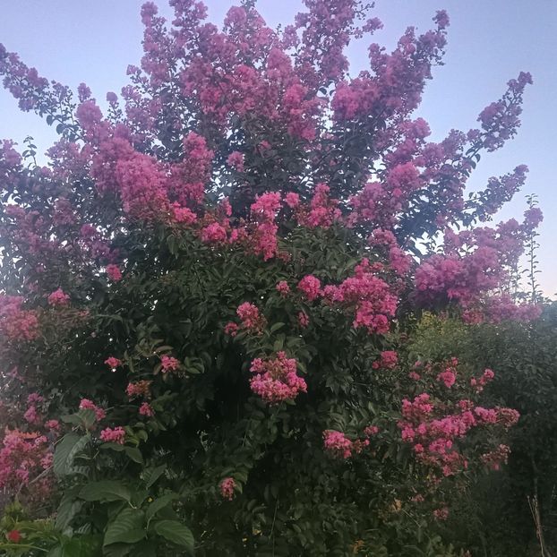 Sioux - arbori ornamentali 2025