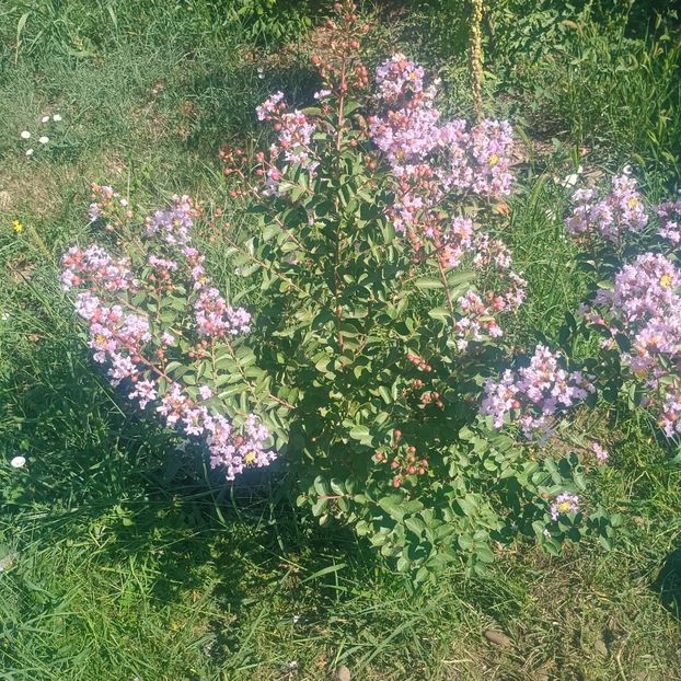 Mov deschis - arbori ornamentali 2025