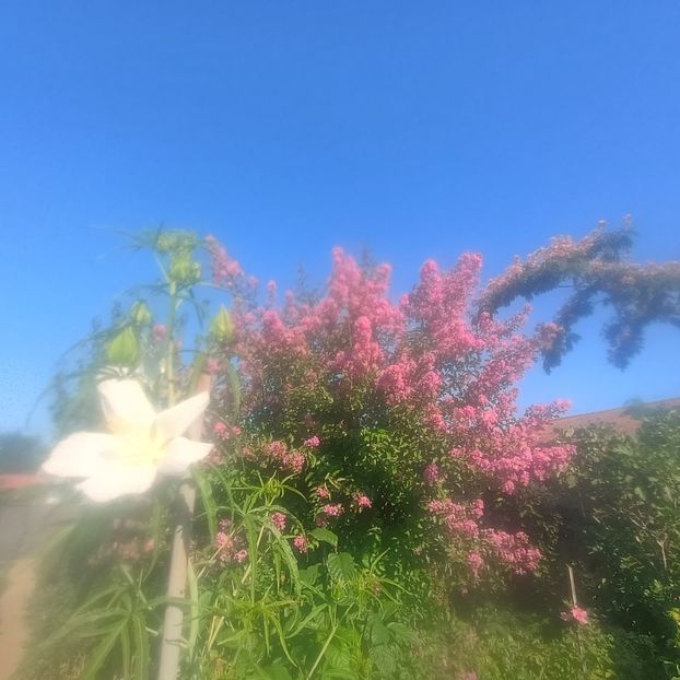  - arbori ornamentali 2025