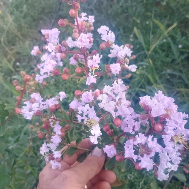  - arbori ornamentali 2025