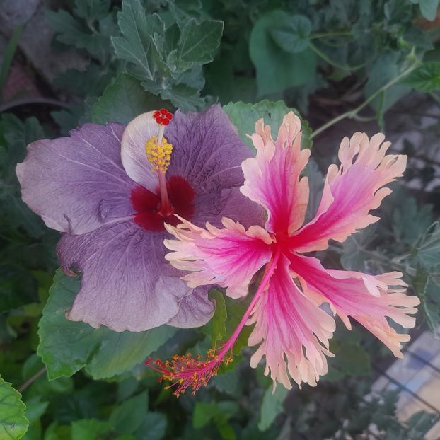 04.08.2025 - HIBISCUSI 2025-3