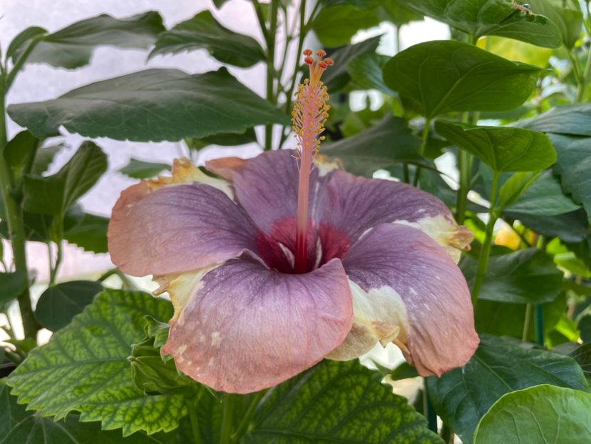  - Luv -Posog- Memories