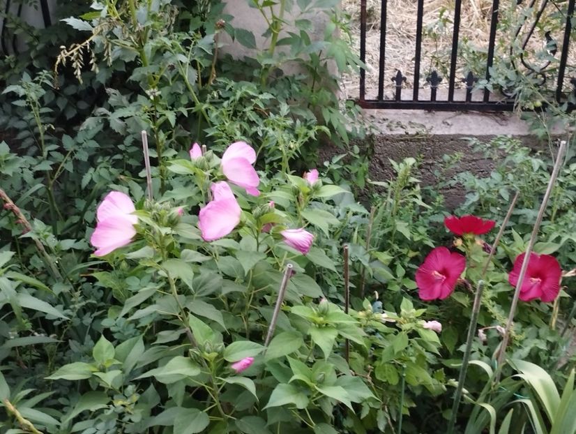  - Hibiscusi mouschetos 2025