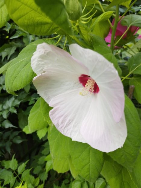  - Hibiscusi mouschetos 2025