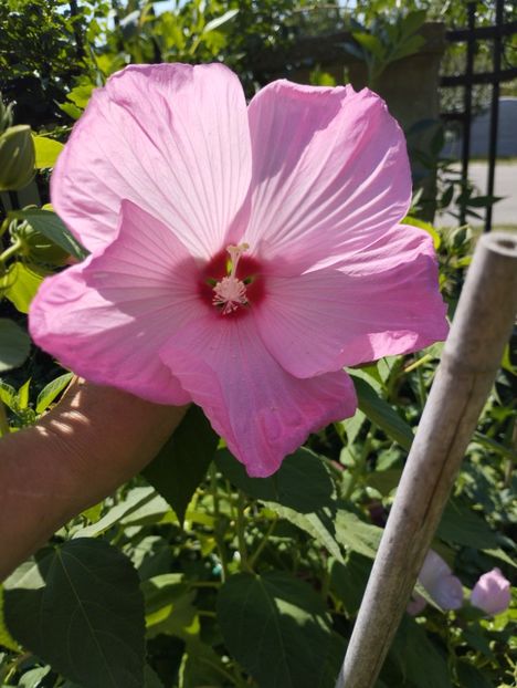  - Hibiscusi mouschetos 2025