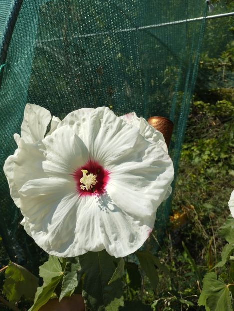  - Hibiscusi mouschetos 2025